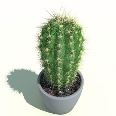 Afbeeldingsresultaat voor soorten cactus