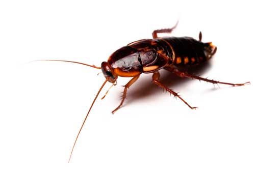 Kakkerlakken zorgen voor contractbreuk in Gents hotel